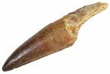 Real Fossil Spinosaurus Tooth - Huge Dinosaur Tooth #360453-1